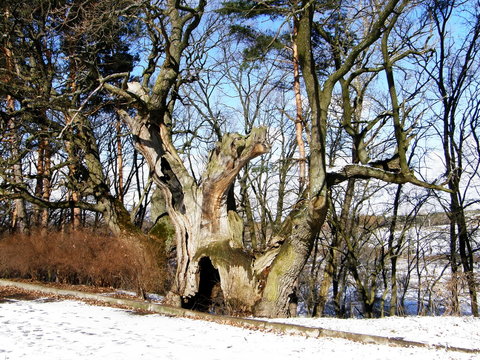 old oak
