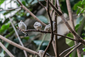 Bird