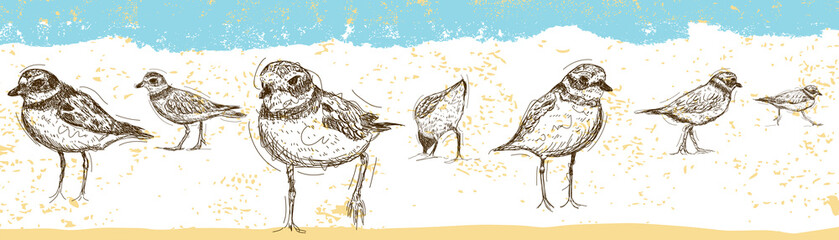 Sketchy Sandpipers