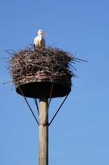 Storchennest