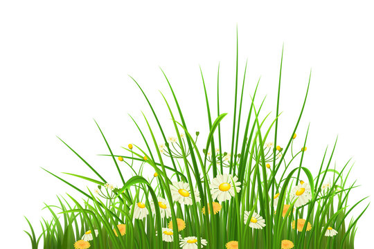 Spring green grass, herbs and flowers on white background