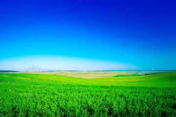 Green grass under blue sky