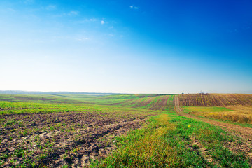 Fototapeta premium Green grass under blue sky