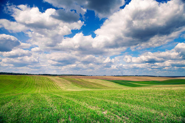 Green grass under blue sky
