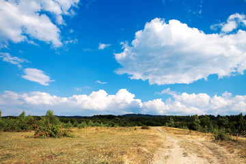 Obraz premium Pine tree forest