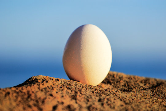 Egg on the coast