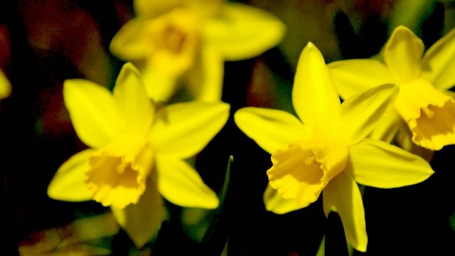 Osterglocken im Frühlingswind