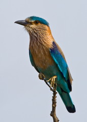 Beautiful bird on a tree. India.