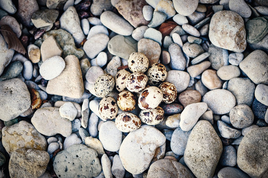 Quail eggs and pebbles