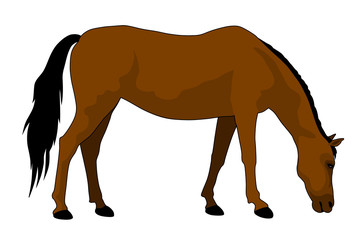 Fototapeta premium Horse