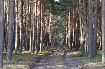 Leśna droga.