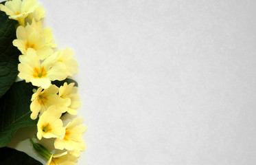 primrose spring