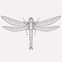 Vector illustration of dragonfly