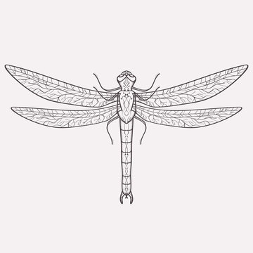 Vector illustration of dragonfly