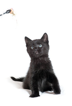 Little Black Kitten. Age Of 1.5 Months