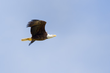 American Bald Eagle in Flight