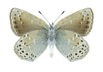 Butterfly Neolycaena tengstroemi (underside)