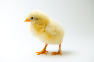 little chick in front of bright background