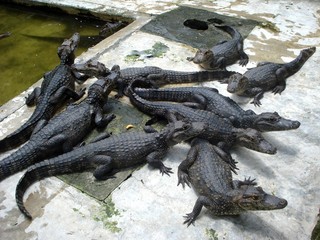 Baby crocodiles in a breeding centre