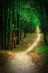 Obraz premium beautiful green forest