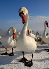 Obraz premium Swan