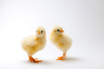 little chicks in front of bright background
