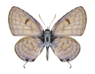 Butterfly Tarucus rosaceus (male)