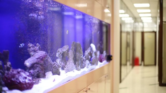 Tropical fishes swim in built-in aquarium in office 