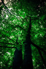 forest trees nature green wood sunlight backgrounds