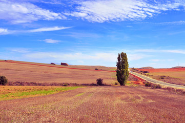 Obraz premium cornfield landscape in the province of Soria, Spain