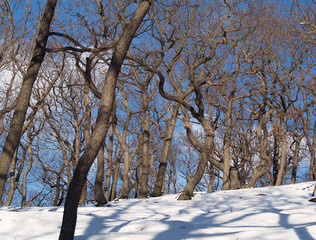 Winterwald