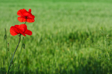 Obraz premium Two beautifully poppies on meadow and green background