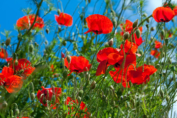Beautifully shining poppies on meadow and blue sky on background