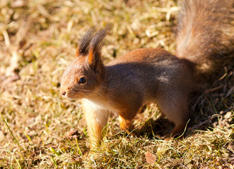 Naklejka na ściany i meble Red squirrel closeup on grass background