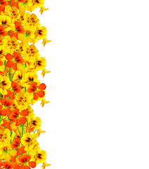 nasturtium flowers isolated on white background