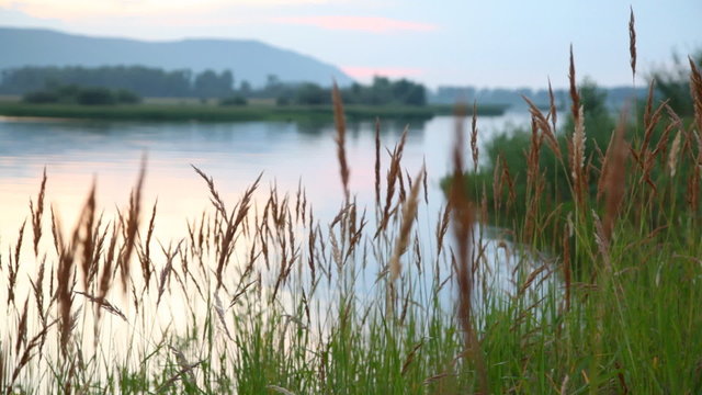 lake landscape with stalks of ling and grass on coast and wood and hills in distance