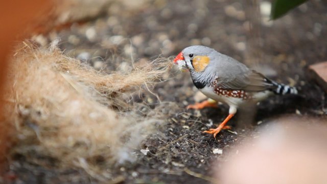 Cute little Zebra Finch bird dismantle a nest