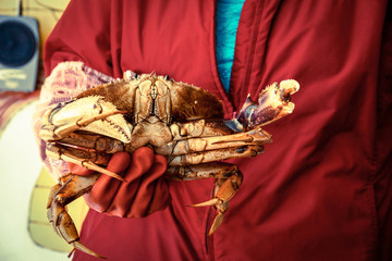 Obraz premium Woman in red cloak is holding a crab with red rubber gloves
