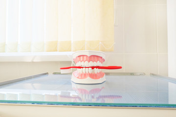 Artificial lower and upper jaw false teeth hold the toothbrush © Dmitry Vereshchagin