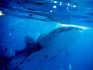 Underwater shoot of a gigantic whale shark