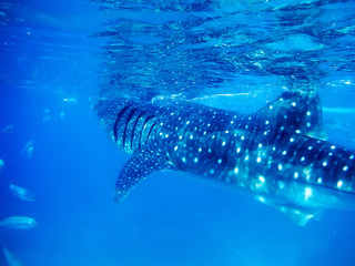 Underwater shoot of a gigantic whale shark