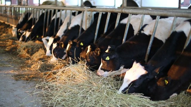 Many calves stands in stall and eat hay at large farm