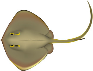 エイ © 幸宏 川口