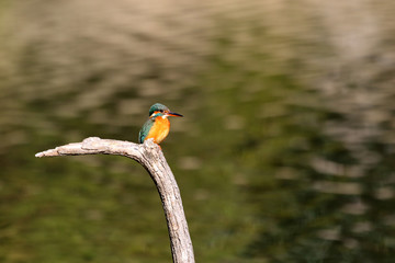 Common Kingfisher (Alcedo atthis) in Japan