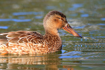 Northern shoveler (Anas clypeata) in Japan
