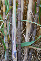 Fototapeta premium Close up of sugarcane plantation.