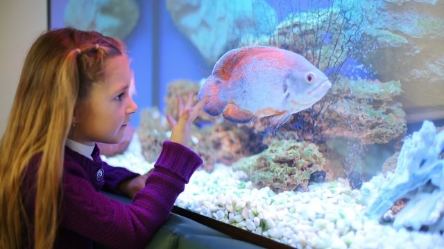 Little girl looking at a large aquarium fish 