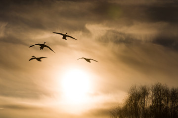 swans on a background of the sky
