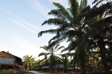 Fototapeta premium oil palm factory