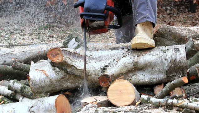 worker with gas chain saw, sound, cutting, sawing wood for firew
